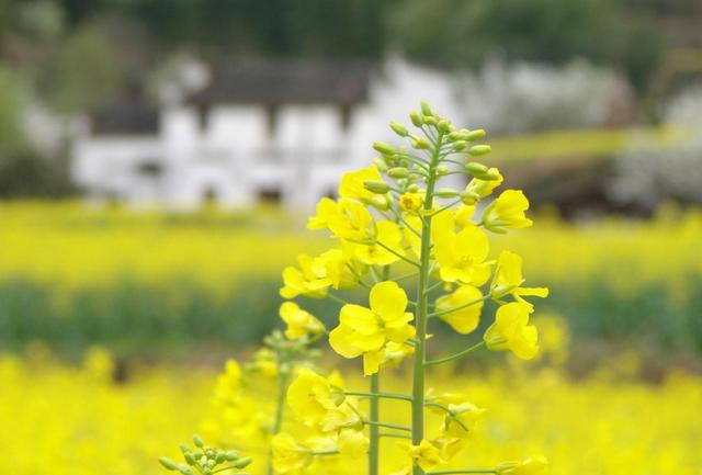 「诗词鉴赏」爱看十顷菜花黄，十首有关菜花的诗词，美不胜收