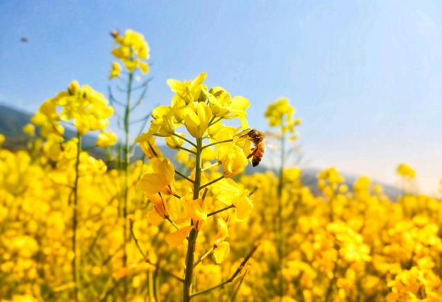 「诗词鉴赏」爱看十顷菜花黄，十首有关菜花的诗词，美不胜收