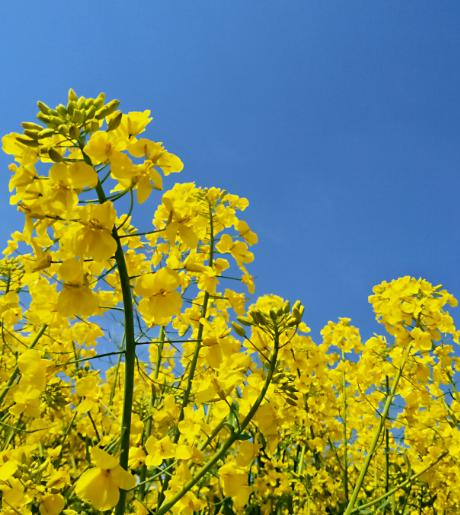 「诗词鉴赏」爱看十顷菜花黄，十首有关菜花的诗词，美不胜收