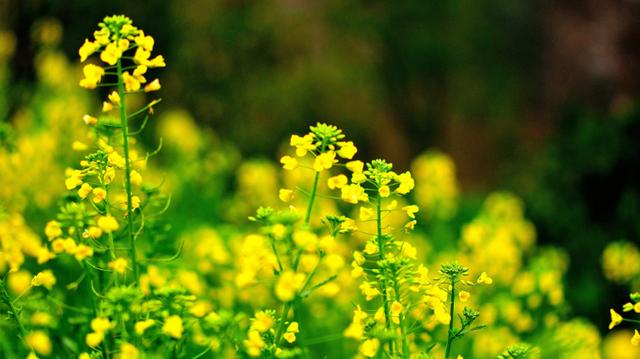 「诗词鉴赏」爱看十顷菜花黄，十首有关菜花的诗词，美不胜收