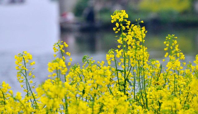 「诗词鉴赏」爱看十顷菜花黄，十首有关菜花的诗词，美不胜收