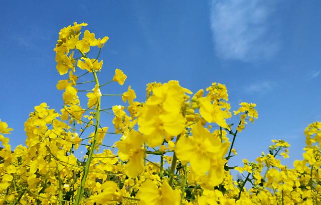 「诗词鉴赏」爱看十顷菜花黄，十首有关菜花的诗词，美不胜收