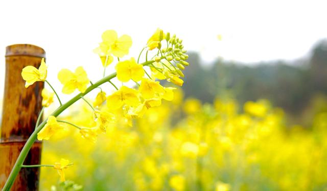 「诗词鉴赏」爱看十顷菜花黄，十首有关菜花的诗词，美不胜收