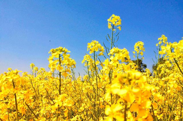 「诗词鉴赏」爱看十顷菜花黄，十首有关菜花的诗词，美不胜收