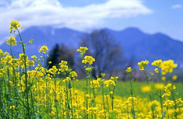 「诗词鉴赏」爱看十顷菜花黄，十首有关菜花的诗词，美不胜收