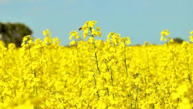 「诗词鉴赏」爱看十顷菜花黄，十首有关菜花的诗词，美不胜收