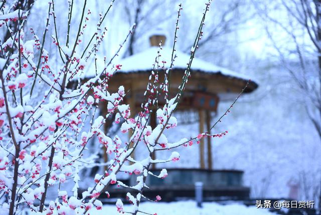 阳春三月雪，雪落枝头，佳片佳句