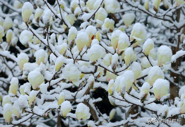 阳春三月雪，雪落枝头，佳片佳句