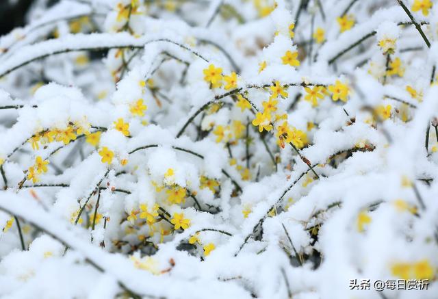 阳春三月雪，雪落枝头，佳片佳句