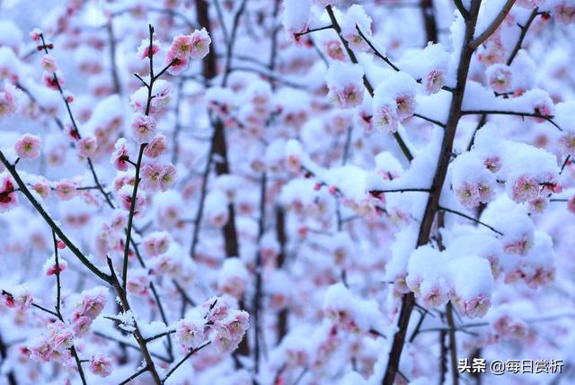 阳春三月雪，雪落枝头，佳片佳句