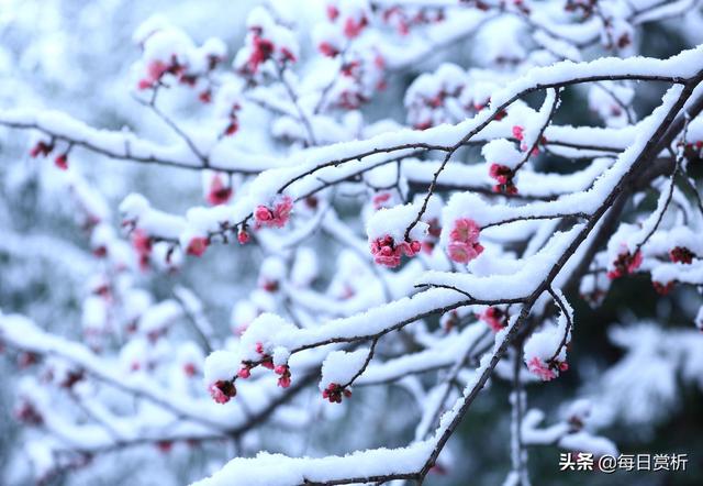 阳春三月雪，雪落枝头，佳片佳句