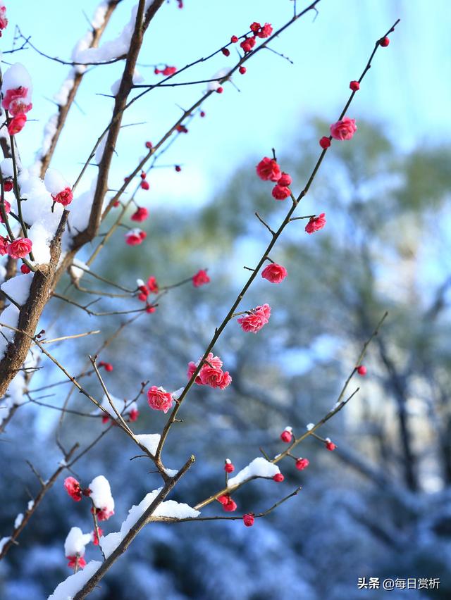 阳春三月雪，雪落枝头，佳片佳句