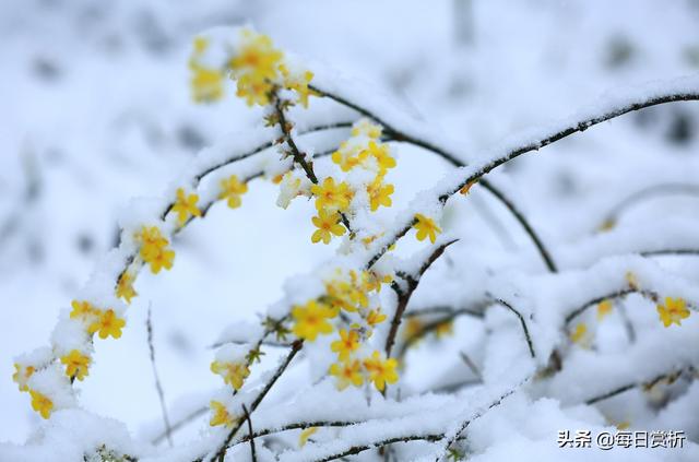 阳春三月雪，雪落枝头，佳片佳句