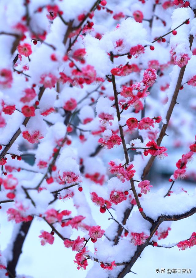 阳春三月雪，雪落枝头，佳片佳句