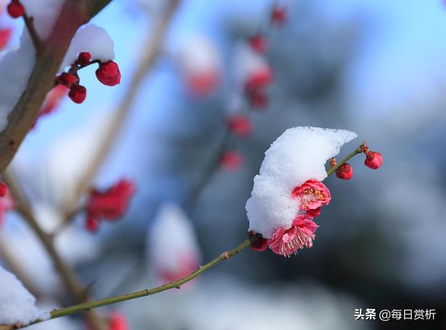 阳春三月雪，雪落枝头，佳片佳句