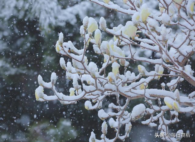 阳春三月雪，雪落枝头，佳片佳句