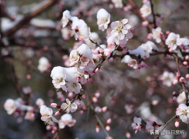 阳春三月雪，雪落枝头，佳片佳句