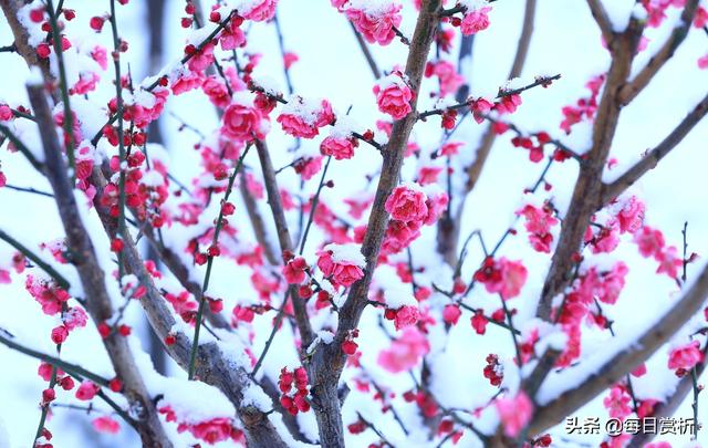 阳春三月雪，雪落枝头，佳片佳句