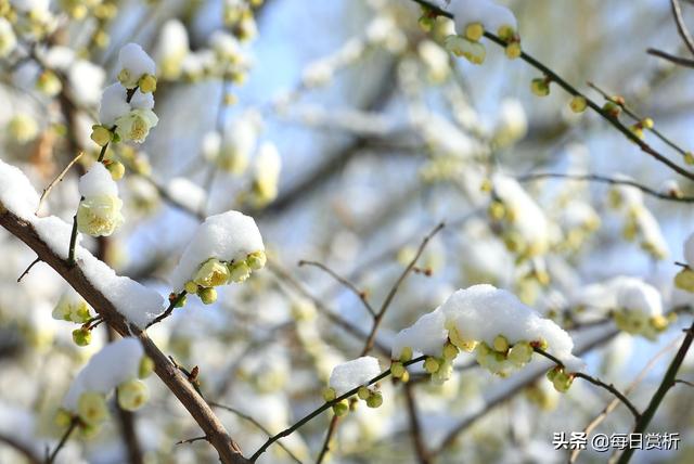 阳春三月雪，雪落枝头，佳片佳句