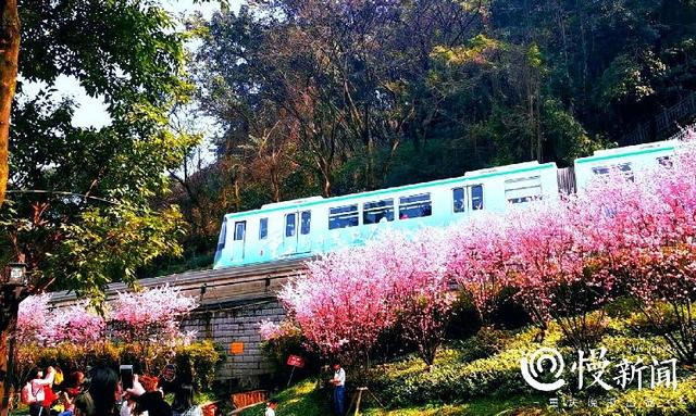 早春赏花中心城区最全地图来了！教你这样区分桃花、樱花、梅花