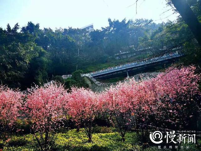 早春赏花中心城区最全地图来了！教你这样区分桃花、樱花、梅花