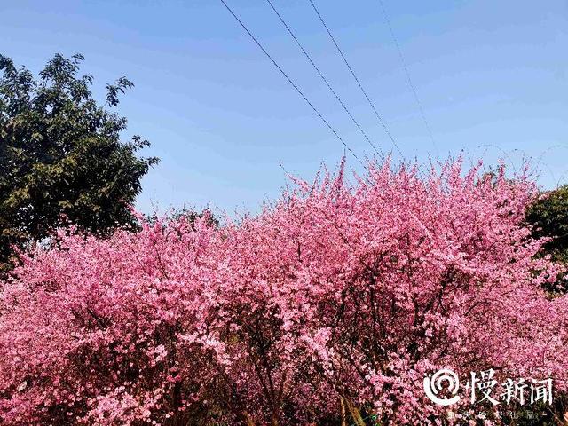 早春赏花中心城区最全地图来了！教你这样区分桃花、樱花、梅花