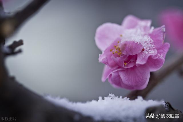 ​冰雪梅花绝句六首，只见花时冰雪冻，不知花里有春风