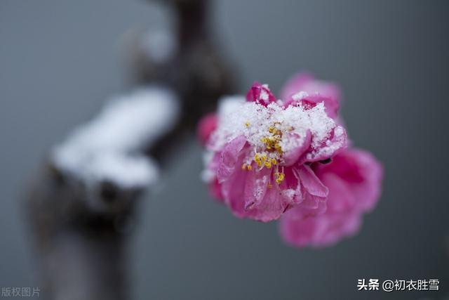 ​冰雪梅花绝句六首，只见花时冰雪冻，不知花里有春风