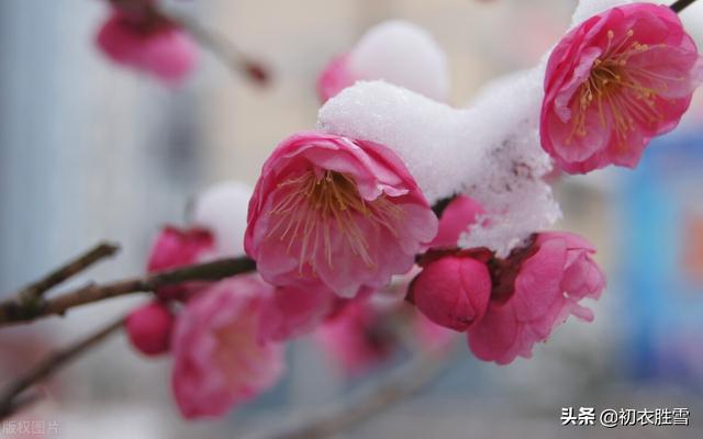 ​冰雪梅花绝句六首，只见花时冰雪冻，不知花里有春风