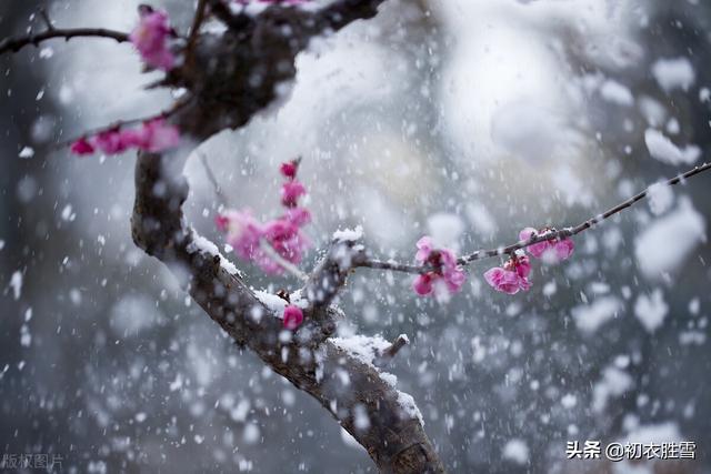 ​冰雪梅花绝句六首，只见花时冰雪冻，不知花里有春风