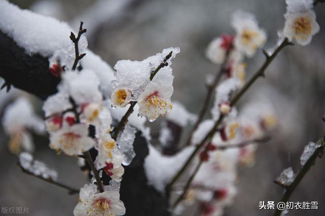 ​冰雪梅花绝句六首，只见花时冰雪冻，不知花里有春风