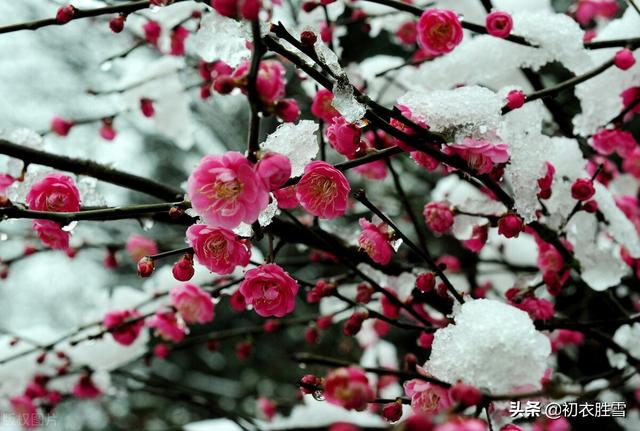 ​冰雪梅花绝句六首，只见花时冰雪冻，不知花里有春风