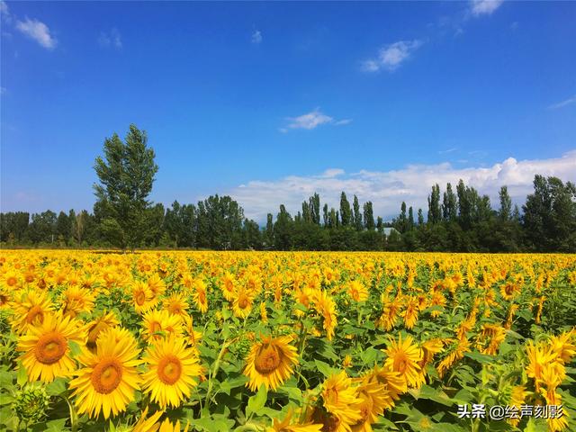 向日葵——不惧酷热，逐日而生，一片金黄