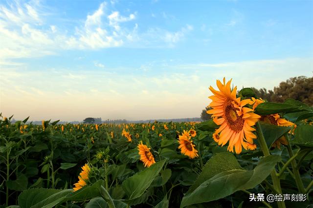 向日葵——不惧酷热，逐日而生，一片金黄