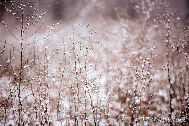 最美古诗词｜时光惊雪，雪落成诗，美到骨子里