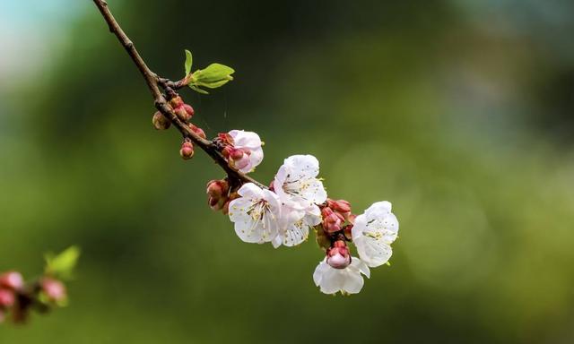 「诗词鉴赏」诗中寻春春亦浓，十首寻春的诗词，跟春天来个约会