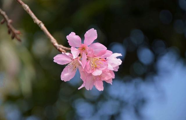 「诗词鉴赏」诗中寻春春亦浓，十首寻春的诗词，跟春天来个约会