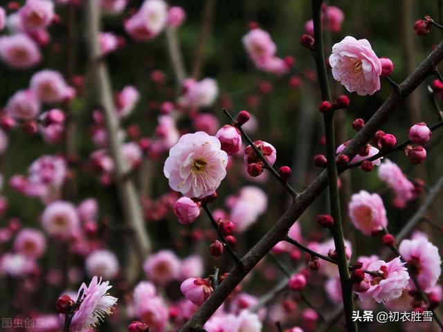 小年美诗五首：儿童欢礼灶，梅花盛小年