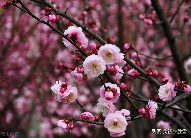 小年美诗五首：儿童欢礼灶，梅花盛小年