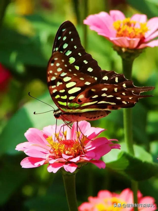 以赏花的心情看人生，花开花落，云卷云舒