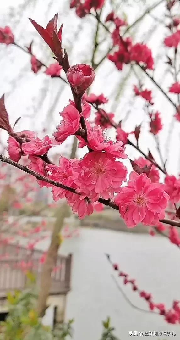 以赏花的心情看人生，花开花落，云卷云舒