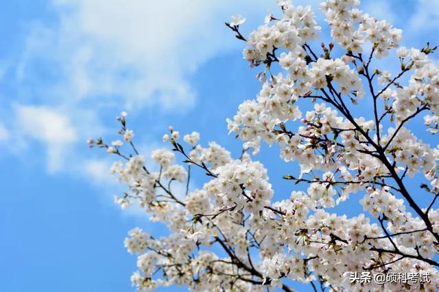 诗词曲中描写“花”的45个好句子，孩子写作绝佳素材（建议收藏）