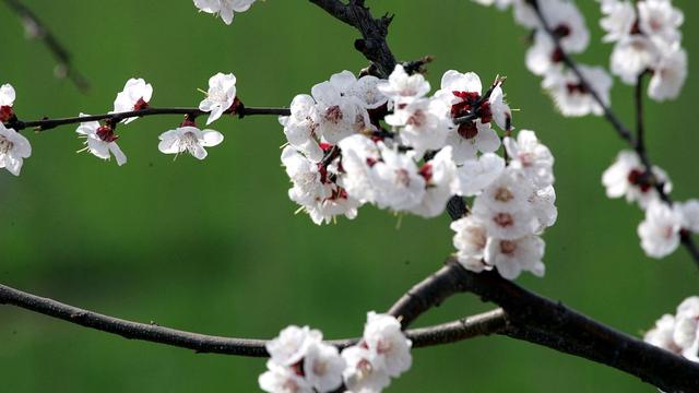 窗前谁浸木犀黄。两首伤而不悲的闺怨词，让人心生美好