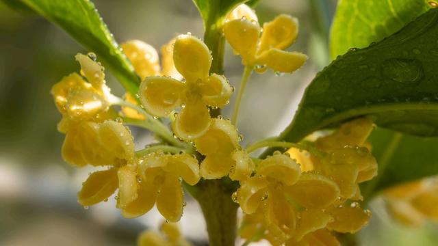 窗前谁浸木犀黄。两首伤而不悲的闺怨词，让人心生美好