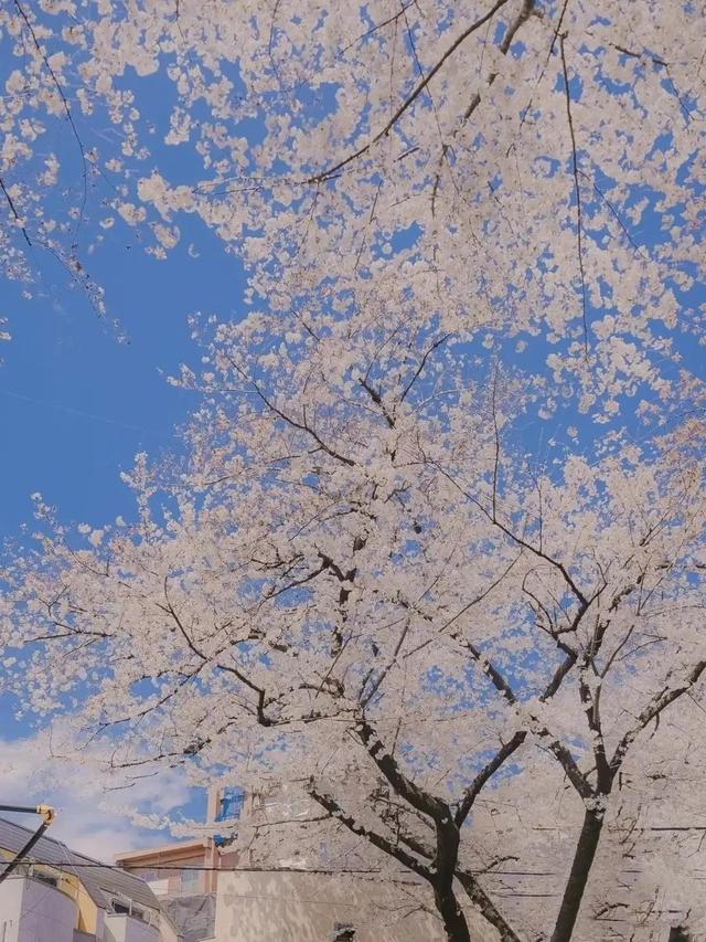 作家们教你夸女朋友