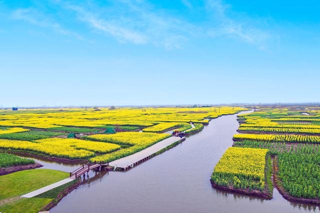 花与江南，三月人间‖爱上春天，从兴化那片明媚油菜花开始