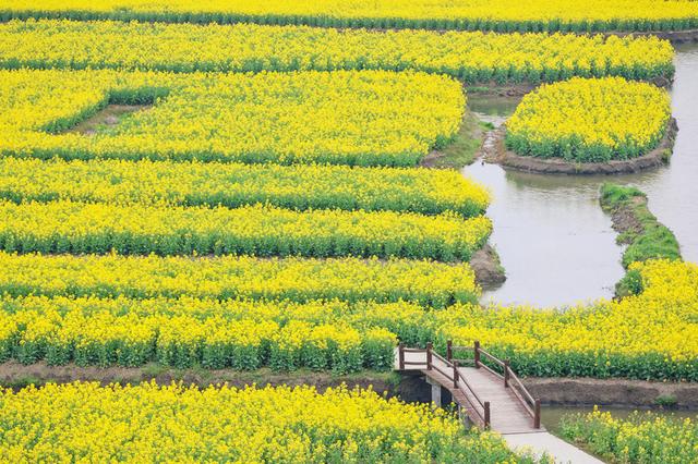 花与江南，三月人间‖爱上春天，从兴化那片明媚油菜花开始