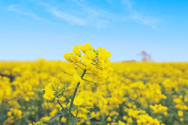 花与江南，三月人间‖爱上春天，从兴化那片明媚油菜花开始