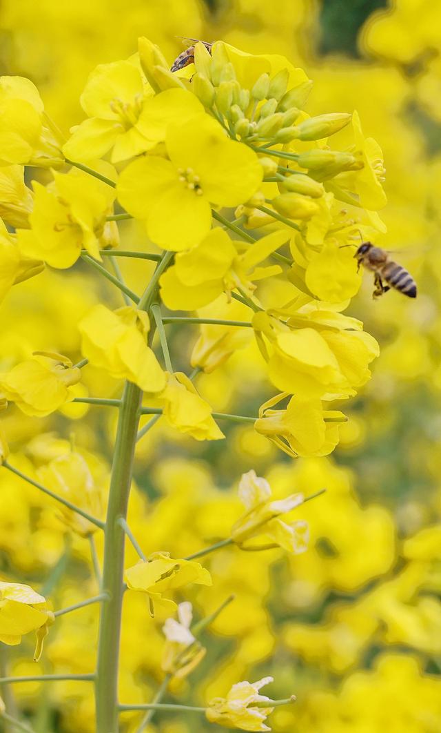 花与江南，三月人间‖爱上春天，从兴化那片明媚油菜花开始