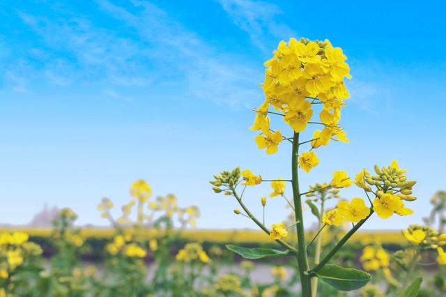 花与江南，三月人间‖爱上春天，从兴化那片明媚油菜花开始